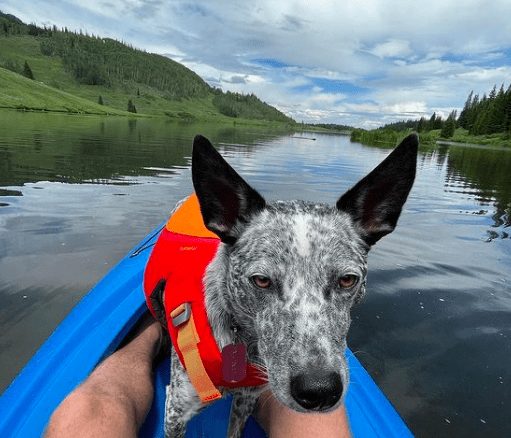 Joe's dog Monty, an Australian Blue Heeler