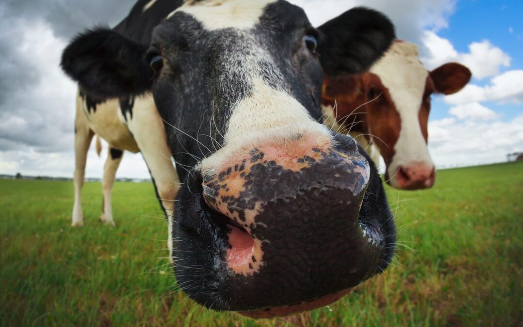 The Impact of Brand Voice on Your Marketing Effectiveness