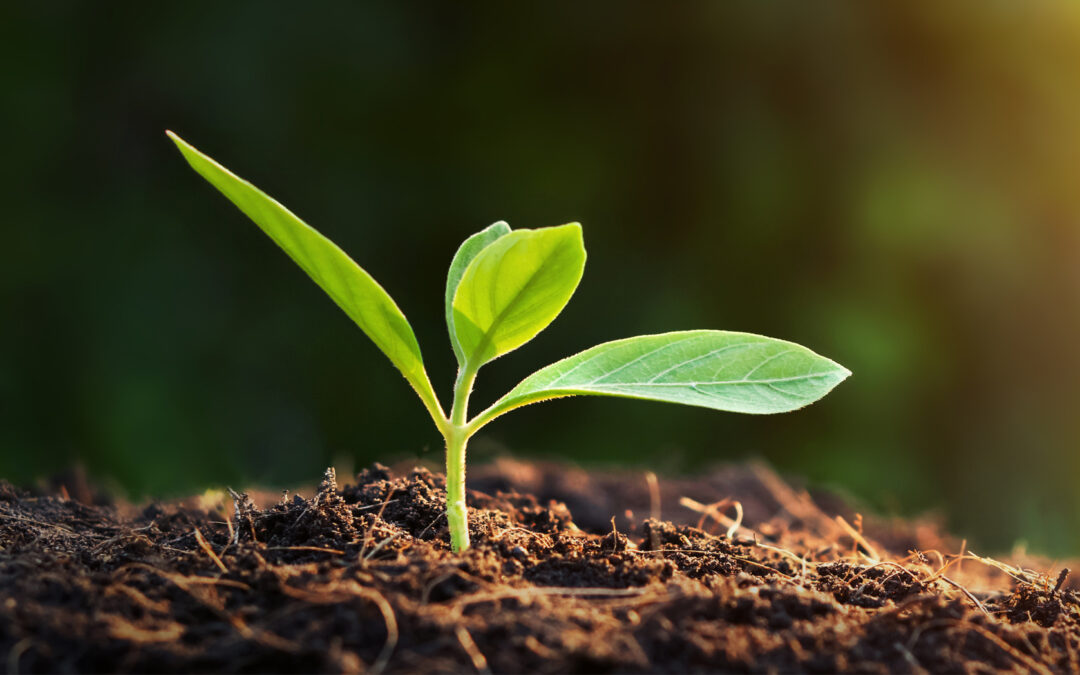 Why Your Seed Round Pitch Deck Can Make or Break Your Fundraise